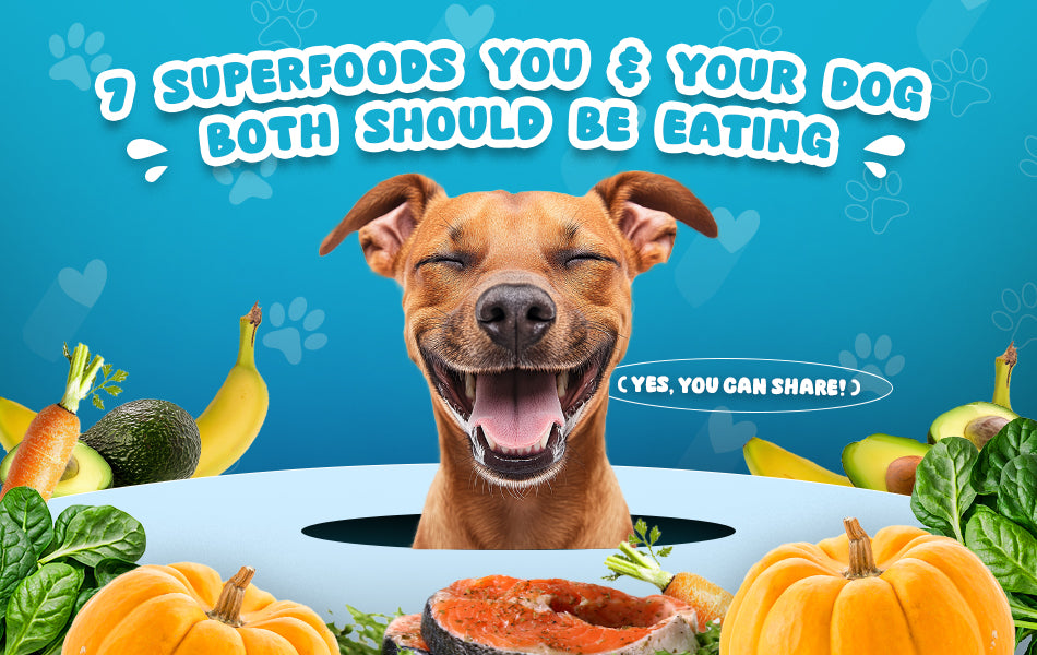 7 Superfoods You and Your Dog Both Should Be Eating Yes You Can Shar