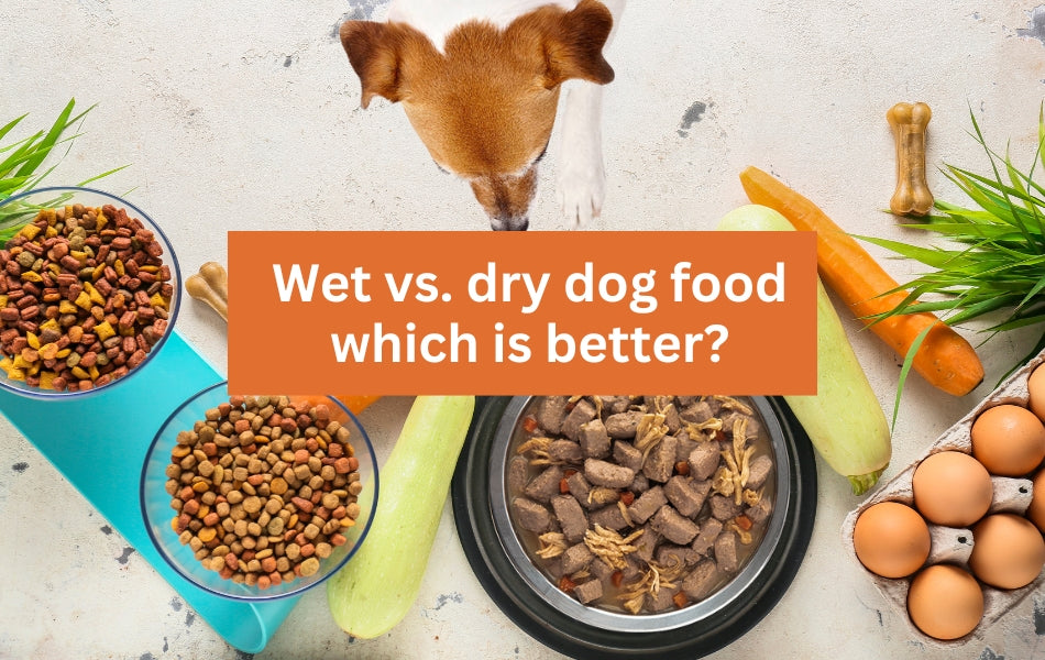 wet vs dry dog food