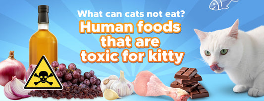 What can cats not eat? Human foods that are toxic for kitty