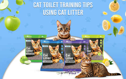 cat litter box solutions