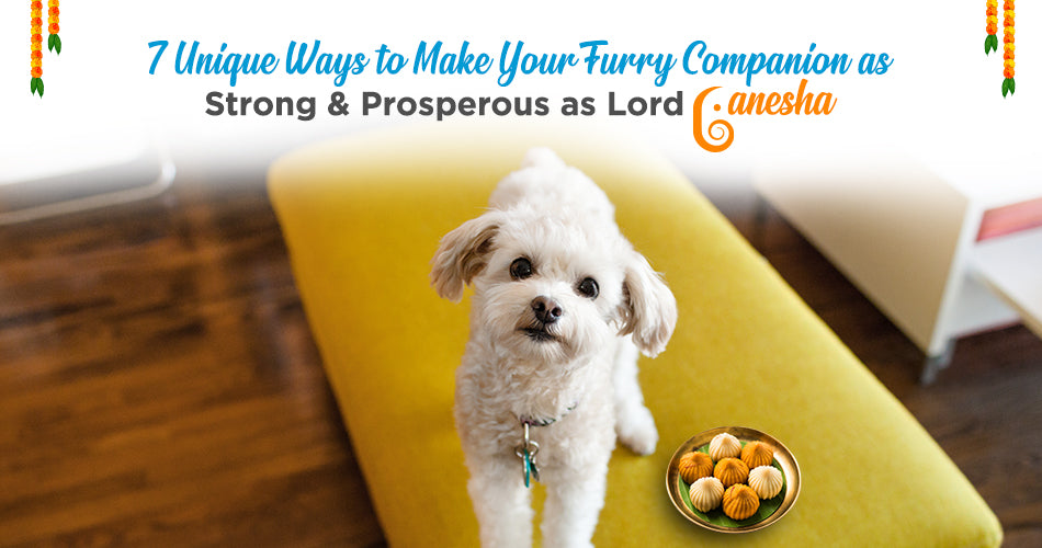 7 Unique Ways to Make Your Pet as Strong & Prosperous as Lord Ganesha