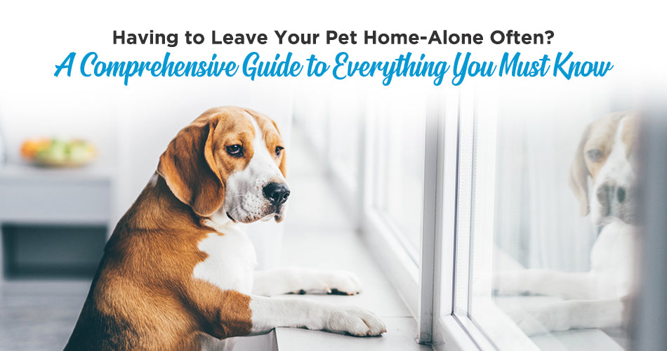 Having to Leave Your Pet Home-Alone Often? A Comprehensive Guide to Everything You Must Know