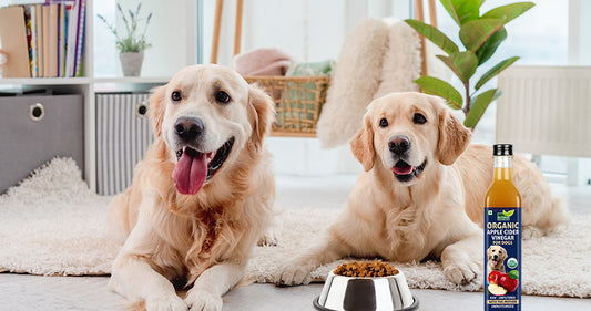 5 Pocket-friendly pet care hacks with Nutribles Organic ACV