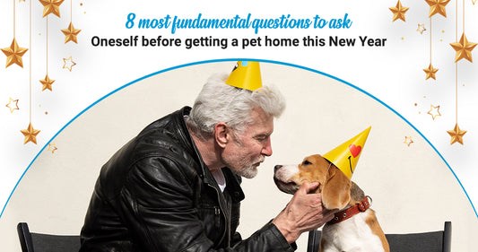 8 most fundamental questions to ask oneself before getting a pet home this New Year