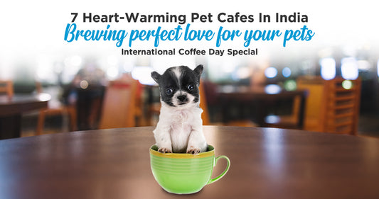 7 Heart-Warming Pet Cafes in India Brewing Perfect Love for Your Pets