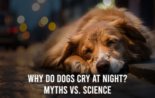 Why do dogs bark at night 