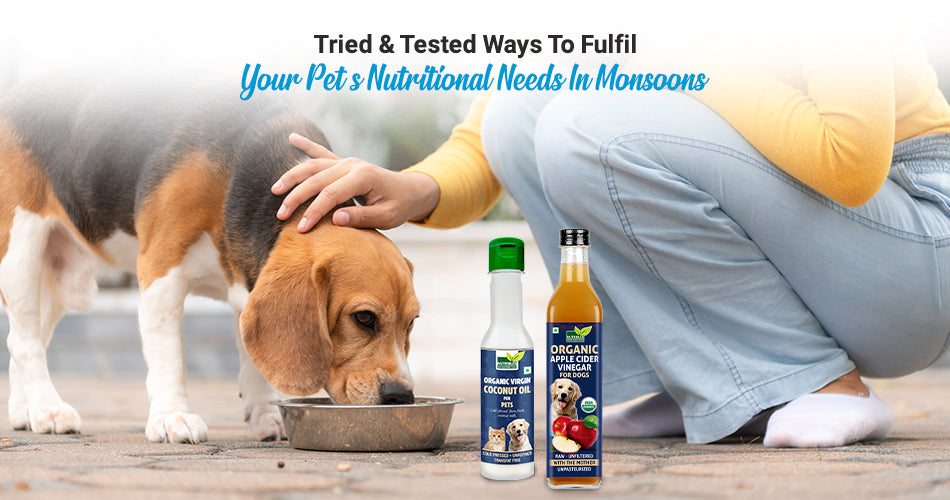 Tried & Tested Ways To Fulfil Your Pet’s Nutritional Needs In Monsoons