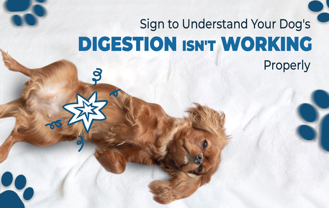 dog digestive system problems