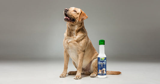 5 WAYS TO USE NUTRIBLES ORGANIC VIRGIN COCONUT OIL FOR YOUR PETS AND WHY