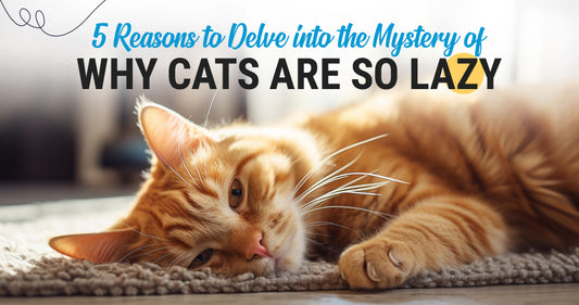 5 Reasons to Delve into the Mystery of Why Cats Are So Lazy