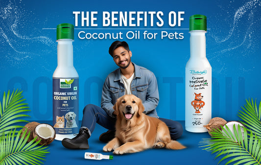 The Benefits of Coconut Oil for Pets