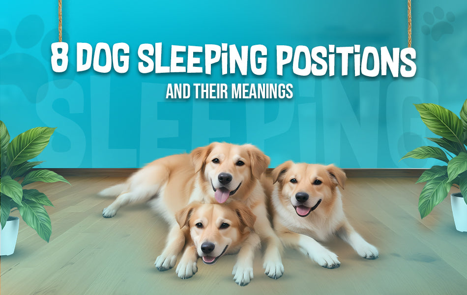 dog sleeping positions meaning